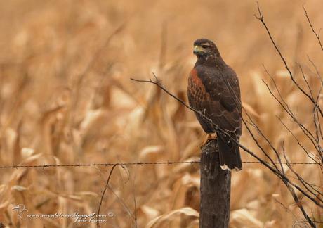Gavilán mixto (Harris´s Hawk) Parabuteo unicinctus