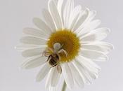 arañas atraen abejas para cenar spiders attract bees dinner