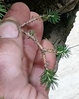 Bosque de Piceas : aguja vieja