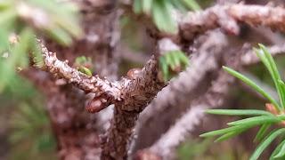 Bosque de Piceas : aguja vieja