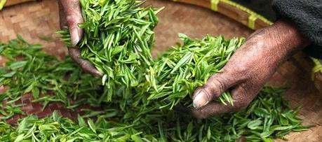 Tiramisú de Té Matcha