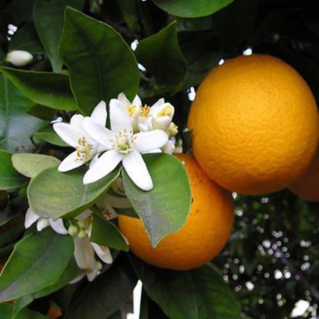 Fragancia de Nerolí, refrescante, relajante y armoniosa