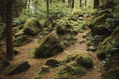 Imprescindibles en tu visita a Escocia (11). The Hermitage un bosque de hadas y gnomos