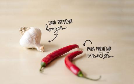 Julio sin plástico: Las plantas y el jardín Julio sin plástico: Las plantas y el jardín