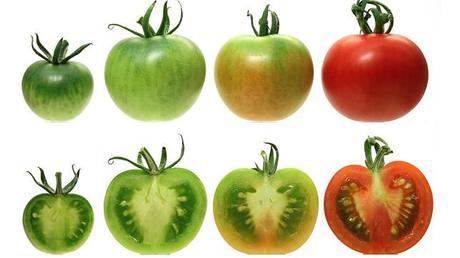 Cómo Eliminar Las Venas Varices Con Tomates Rojos Y Verdes