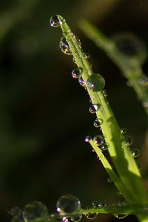 Fotografia_Macro_Nikon-Abuelohara