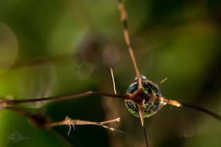 Fotografia_Macro_Nikon-Abuelohara