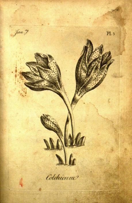 Lámina del primer libro de colorear para adultos