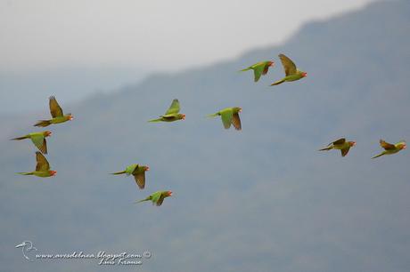 Calancate Cara Roja (Mitred Parakeet)  Psittacara mitratus Tschudi, 1844