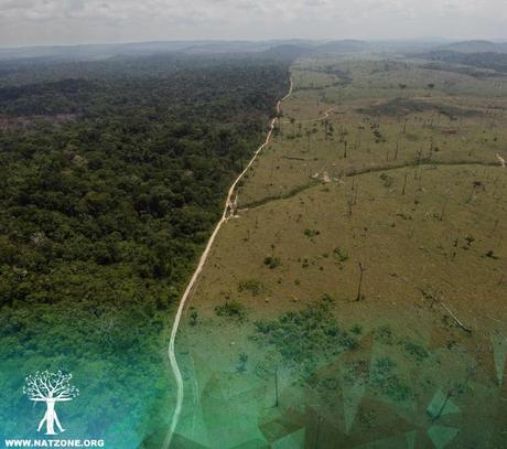 Deforestación y el ciclo hidrológico de la Amazonía