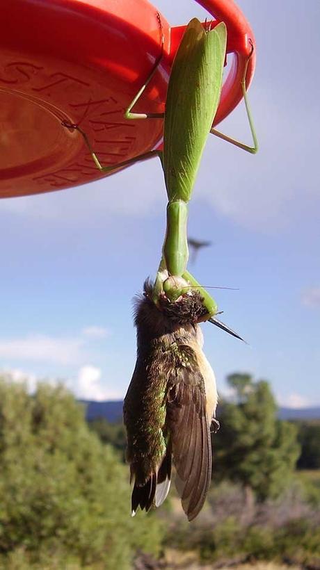 Las mantis religiosas están matando pájaros y comiendo sus cerebros en todo el mundo