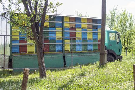 Transhumancia apícola ambulante en Europa - Itinerant bee transhumance in Europe.