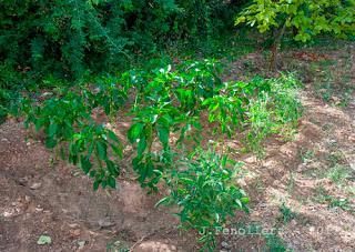 La tristeza del pimiento,  algunas perturbaciones de ultratumba y otras tristes curiosidades.