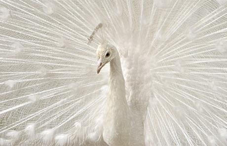 REALMENTE.. ¿EXISTE EL COLOR BLANCO?