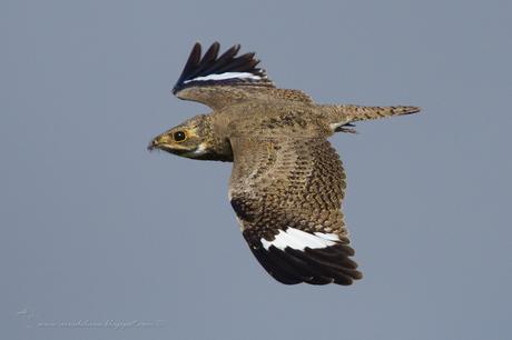 Ñacundá (Nacunda Nighthawk) Chordeiles nacunda