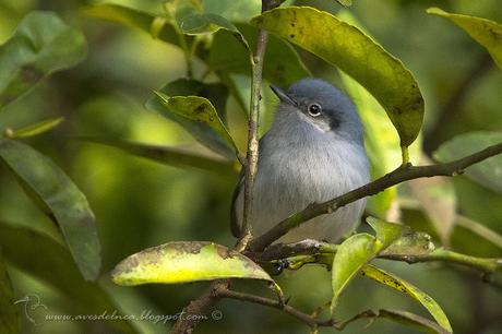 Tacuarita Azul (Masked Gnatcatcher) Polioptila dumicola