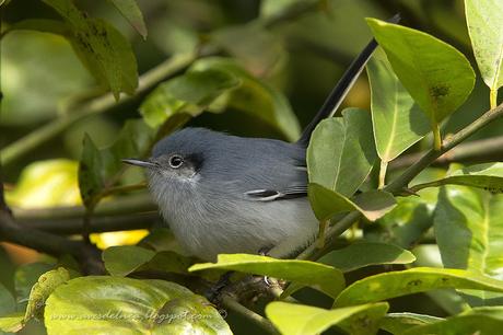 Tacuarita Azul (Masked Gnatcatcher) Polioptila dumicola