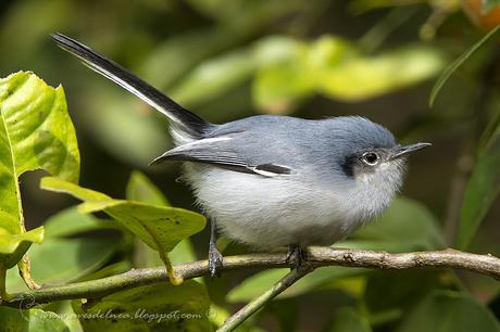 Tacuarita Azul (Masked Gnatcatcher) Polioptila dumicola