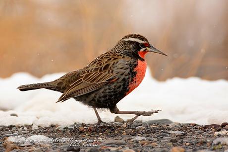 Loica común (Long-tailed Meadowlark) Sturnella loyca