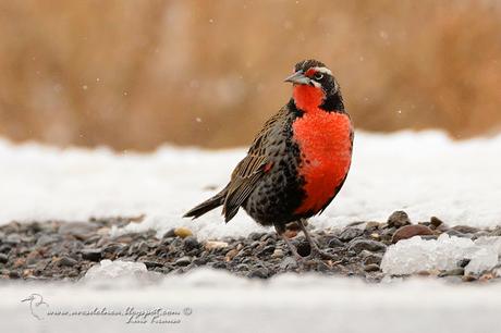 Loica común (Long-tailed Meadowlark) Sturnella loyca