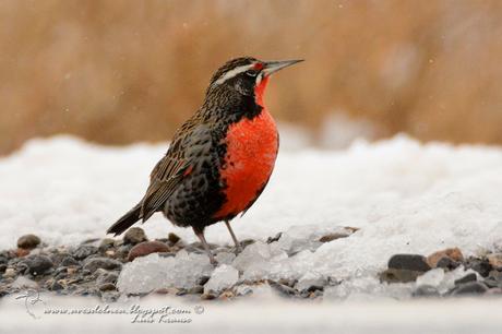 Loica común (Long-tailed Meadowlark) Sturnella loyca