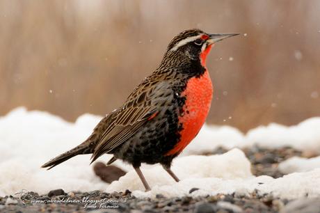 Loica común (Long-tailed Meadowlark) Sturnella loyca