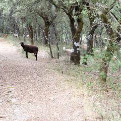 Sony A9, análisis: preparada para reinar a toda velocidad image01