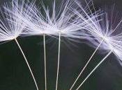 Remedio casero para hígado graso diente león