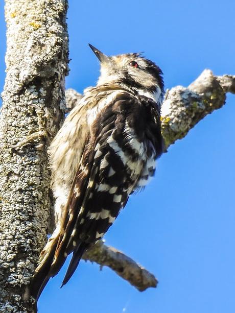 Pico menor (Dendrocopos minor)-Peto pequeno-Picot garser petit-Okil txikia-Lesser spotted woodpecker