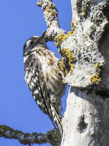 Pico menor (Dendrocopos minor)-Peto pequeno-Picot garser petit-Okil txikia-Lesser spotted woodpecker