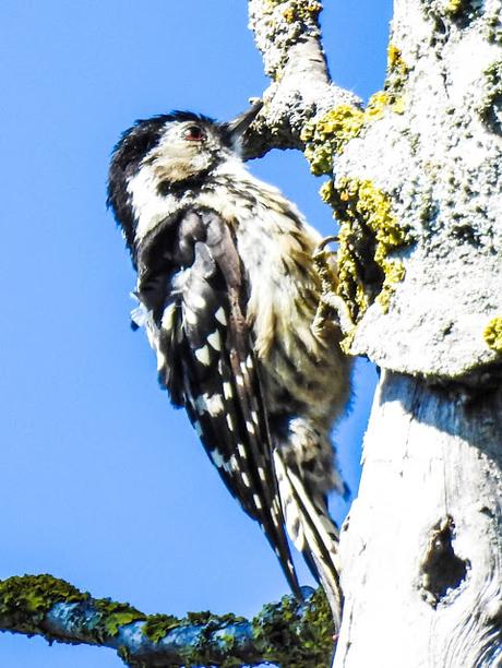 Pico menor (Dendrocopos minor)-Peto pequeno-Picot garser petit-Okil txikia-Lesser spotted woodpecker