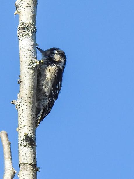 Pico menor (Dendrocopos minor)-Peto pequeno-Picot garser petit-Okil txikia-Lesser spotted woodpecker