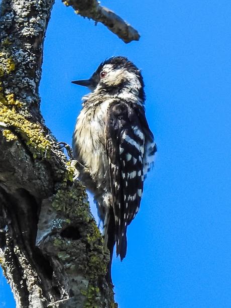 Pico menor (Dendrocopos minor)-Peto pequeno-Picot garser petit-Okil txikia-Lesser spotted woodpecker