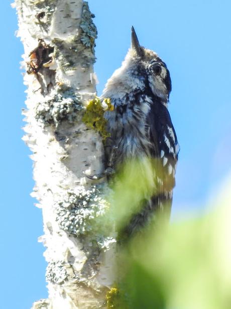 Pico menor (Dendrocopos minor)-Peto pequeno-Picot garser petit-Okil txikia-Lesser spotted woodpecker