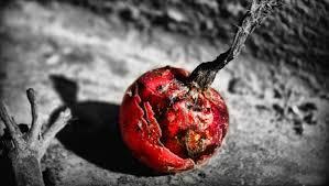 El significado de soñar con algo que está podrido.