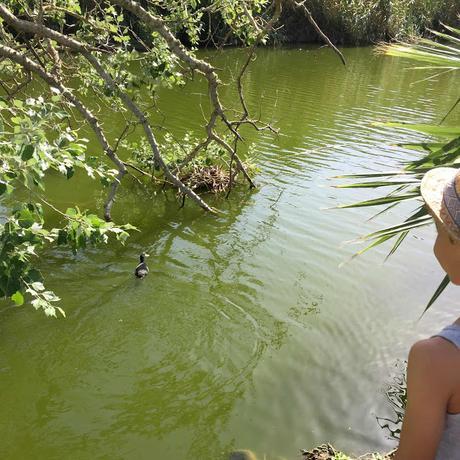 REPETIMOS VACACIONES EN MALLORCA CON NIÑOS