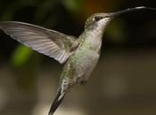 Picaflor barbijo (Blue-tufted Starthroat) Heliomaster furcifer