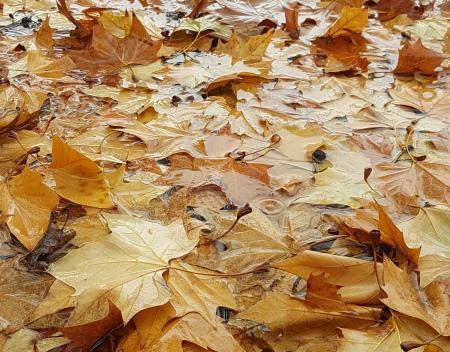 Banco en otoño Banco en otoño