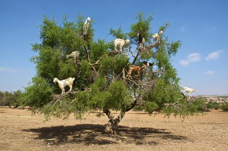 Estas cabras se suben a los árboles, ¿adivina para qué?