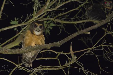 Lechuzón mocho chico (Tawny-browed Owl) Pulsatrix koeniswaldiana