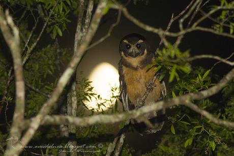 Lechuzón mocho chico (Tawny-browed Owl) Pulsatrix koeniswaldiana