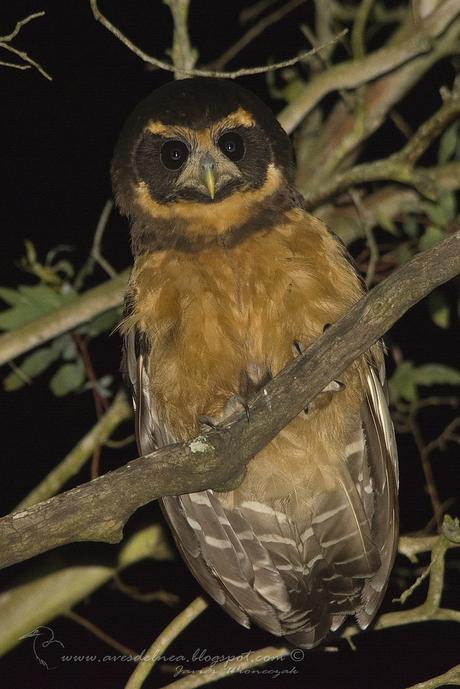 Lechuzón mocho chico (Tawny-browed Owl) Pulsatrix koeniswaldiana
