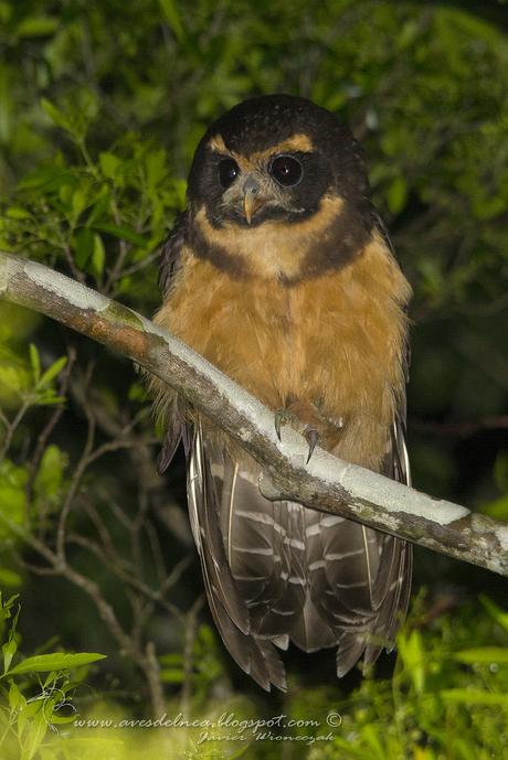 Lechuzón mocho chico (Tawny-browed Owl) Pulsatrix koeniswaldiana