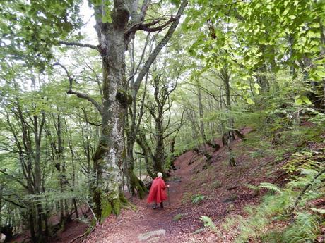 Ruta por el Bosc de Carlac desde Les. Valle de Arán