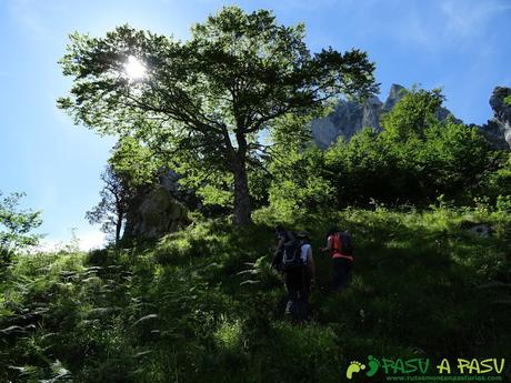 Pasada del Picayo: Tramo con algo de helecho