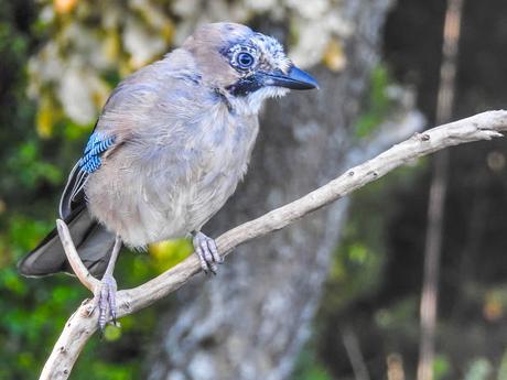 Arrendajo euroasiático (Garrulus glandarius)-Gaio - Gaig - Eskinosoa -Eurasian jay