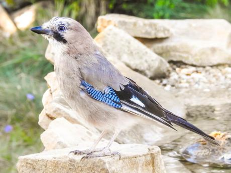 Arrendajo euroasiático (Garrulus glandarius)-Gaio - Gaig - Eskinosoa -Eurasian jay