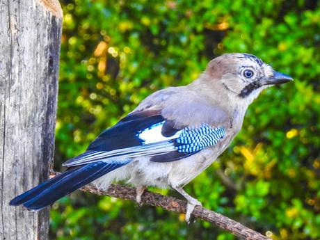 Arrendajo euroasiático (Garrulus glandarius)-Gaio - Gaig - Eskinosoa -Eurasian jay