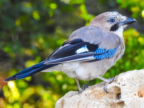 Arrendajo euroasiático (Garrulus glandarius)-Gaio - Gaig - Eskinosoa -Eurasian jay