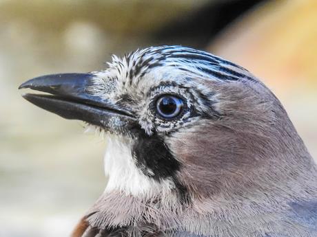 Arrendajo euroasiático (Garrulus glandarius)-Gaio - Gaig - Eskinosoa -Eurasian jay